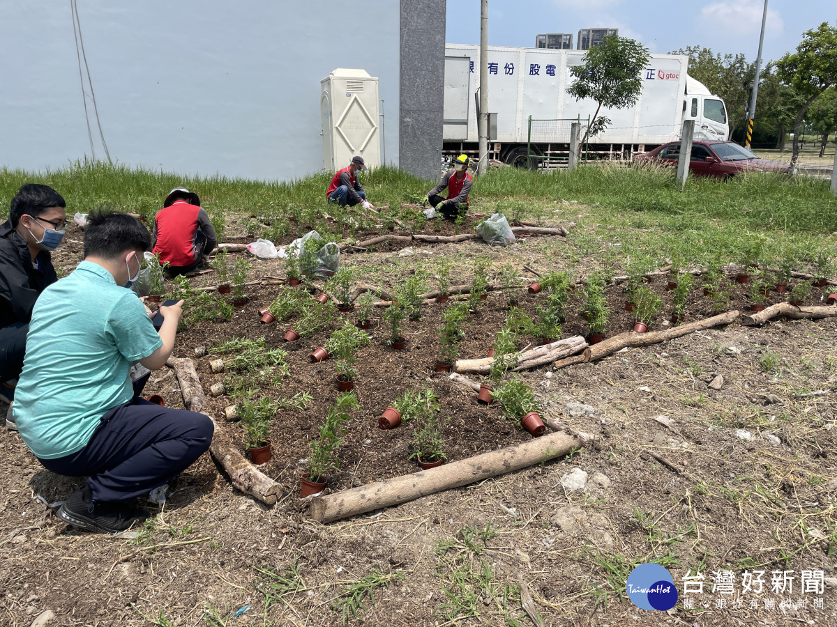 南屯區清潔隊員執行環保農園-圖為芳香萬壽菊