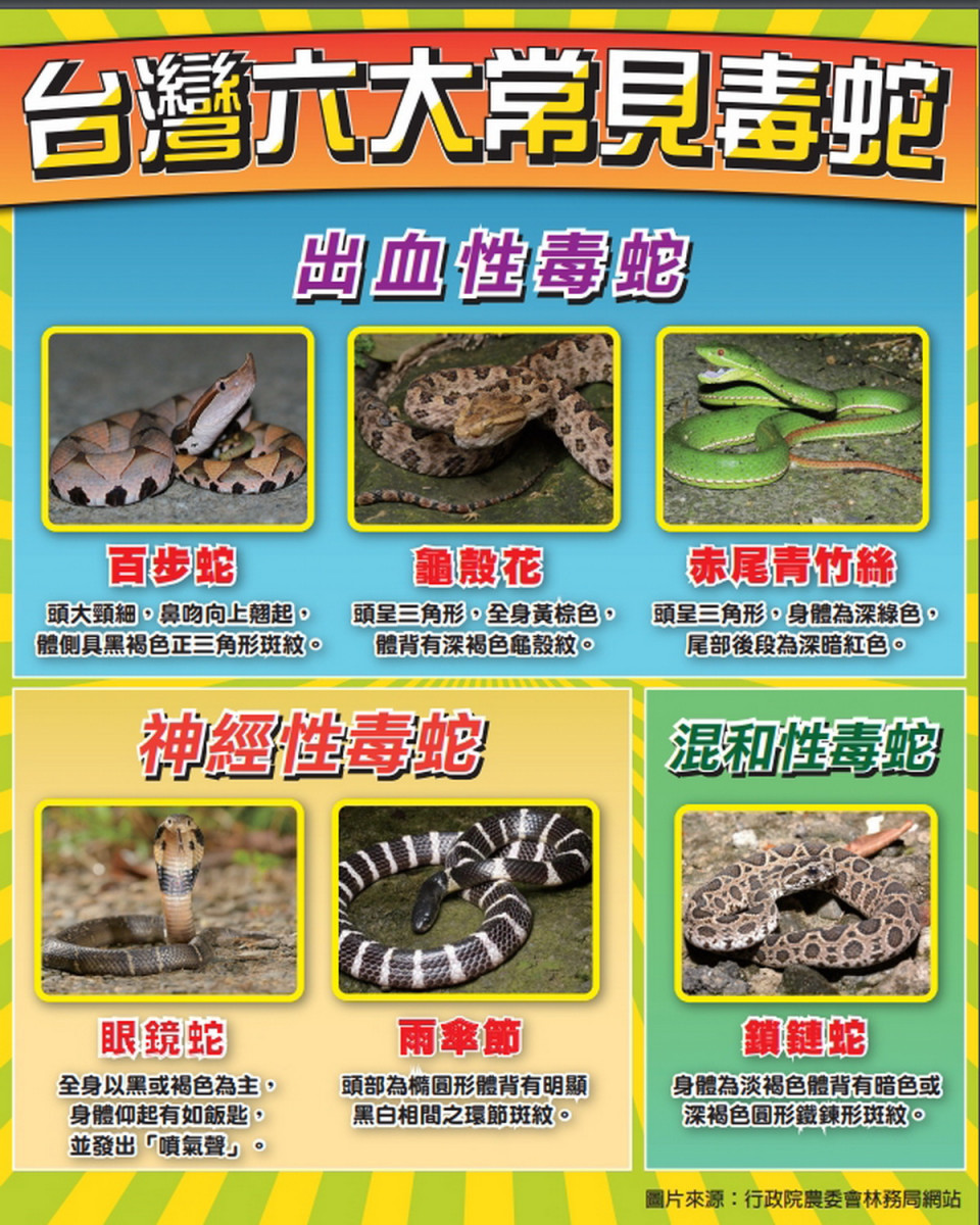 台灣6大常見毒蛇。
