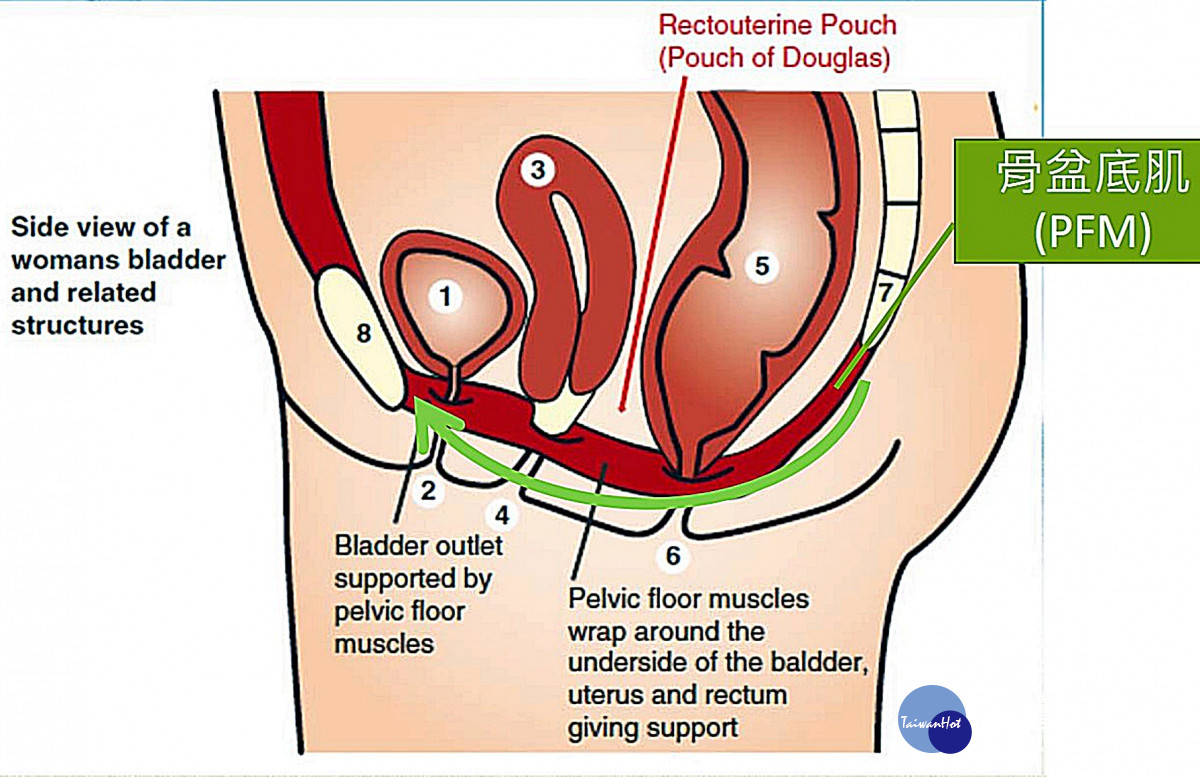 骨盆底肌動一動        避免漏尿有一套