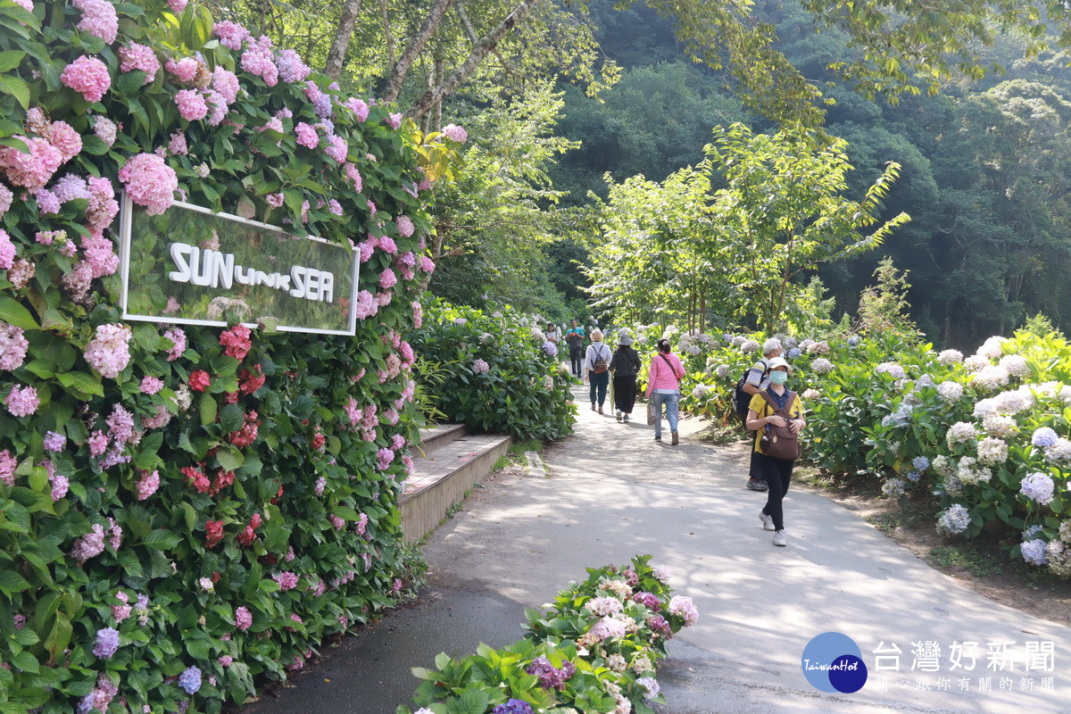 杉林溪園區種植15萬株繡球花有10餘種品系。（記者扶小萍攝）