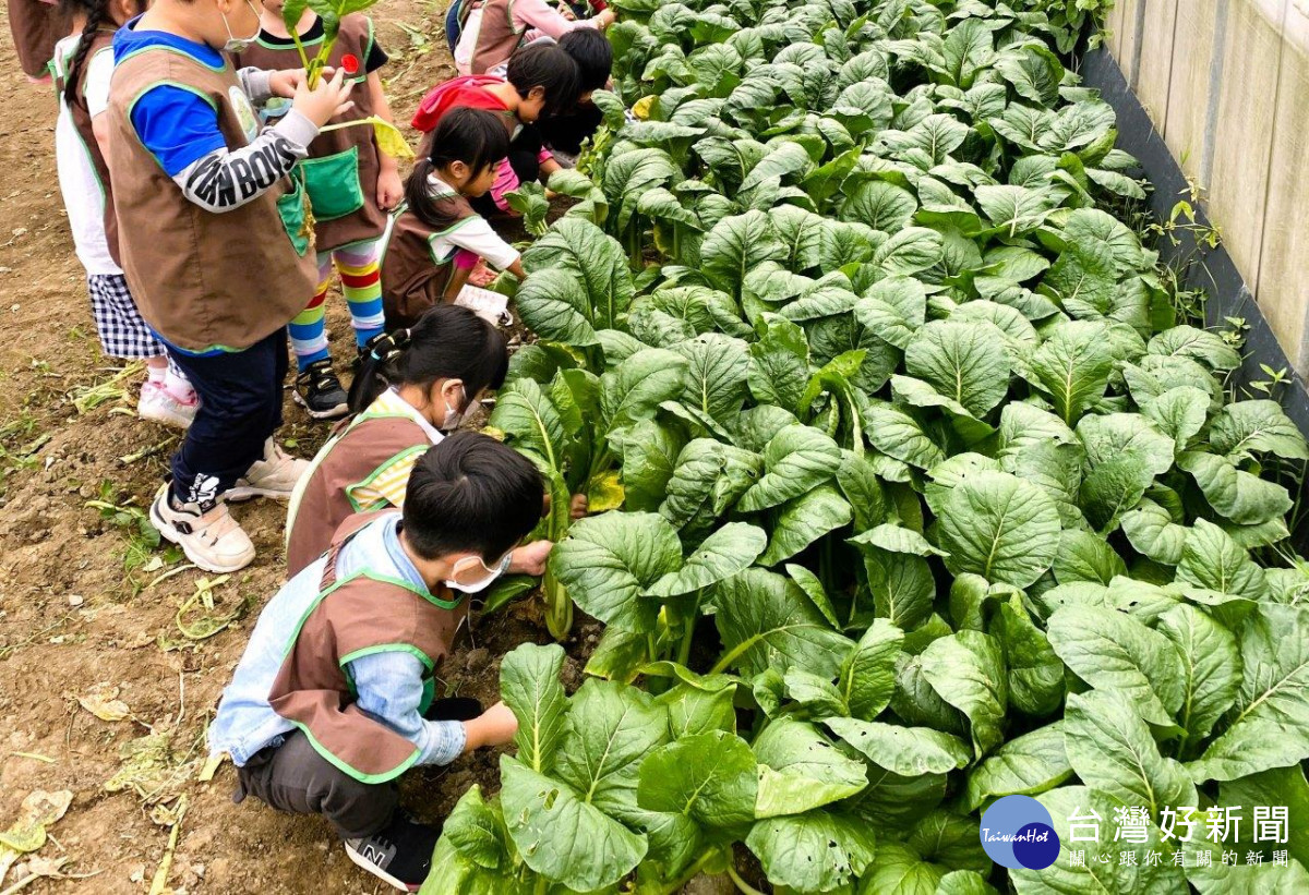 大溪區康莊休閒農業發展協會帶領民眾一起採摘雨衣甘藍。