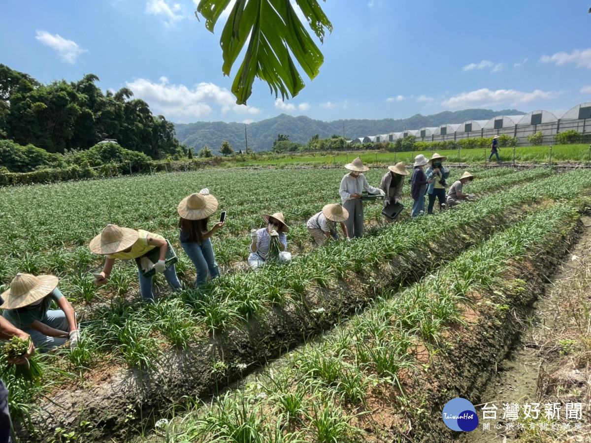 大溪水與綠休閒農業發展協會帶領民眾體驗割韭菜農事體驗活動。