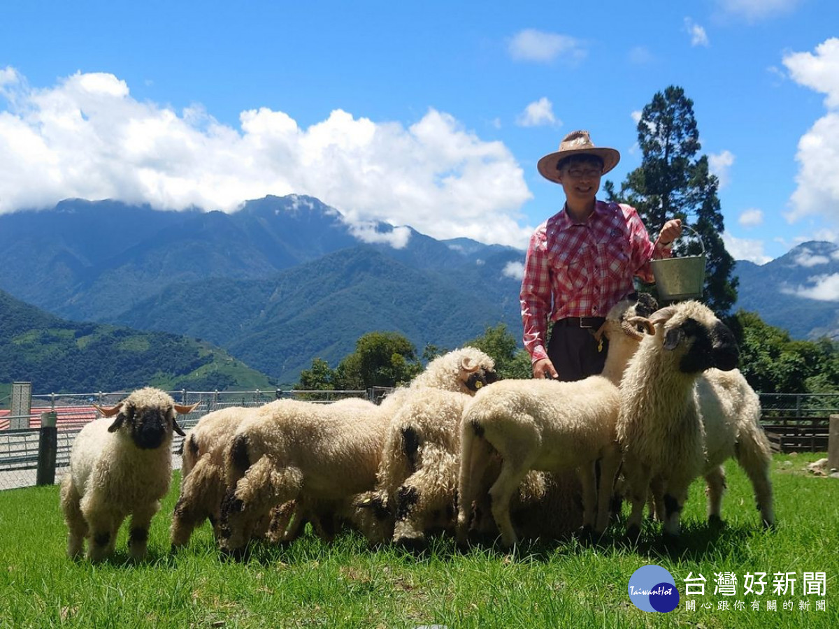 清境農場溫和可愛的瓦萊黑鼻羊亮相。