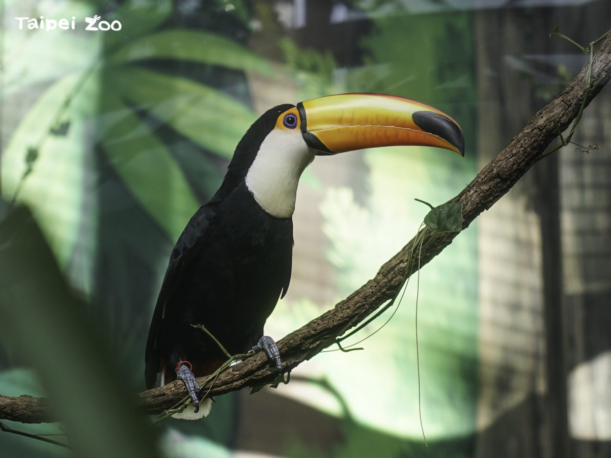 北市動物園大巨嘴鳥繁殖成功　新手爸媽護子心切