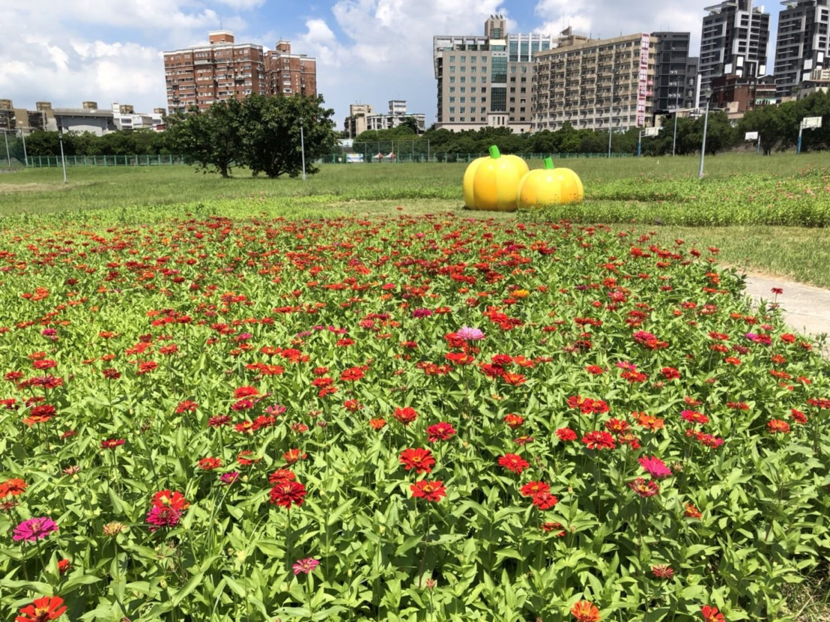 中正河濱公園撒下百日草花籽，近期已陸續開花。（圖／北市水利處提供）