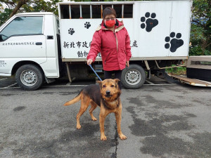 流浪犬確定罹患俗稱櫻桃眼，彭明發請台大眼睛專科獸醫師張佑安協助操刀，恢復健康後回置