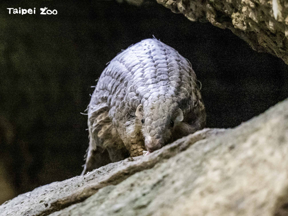 （圖／臺北市立動物園提供）