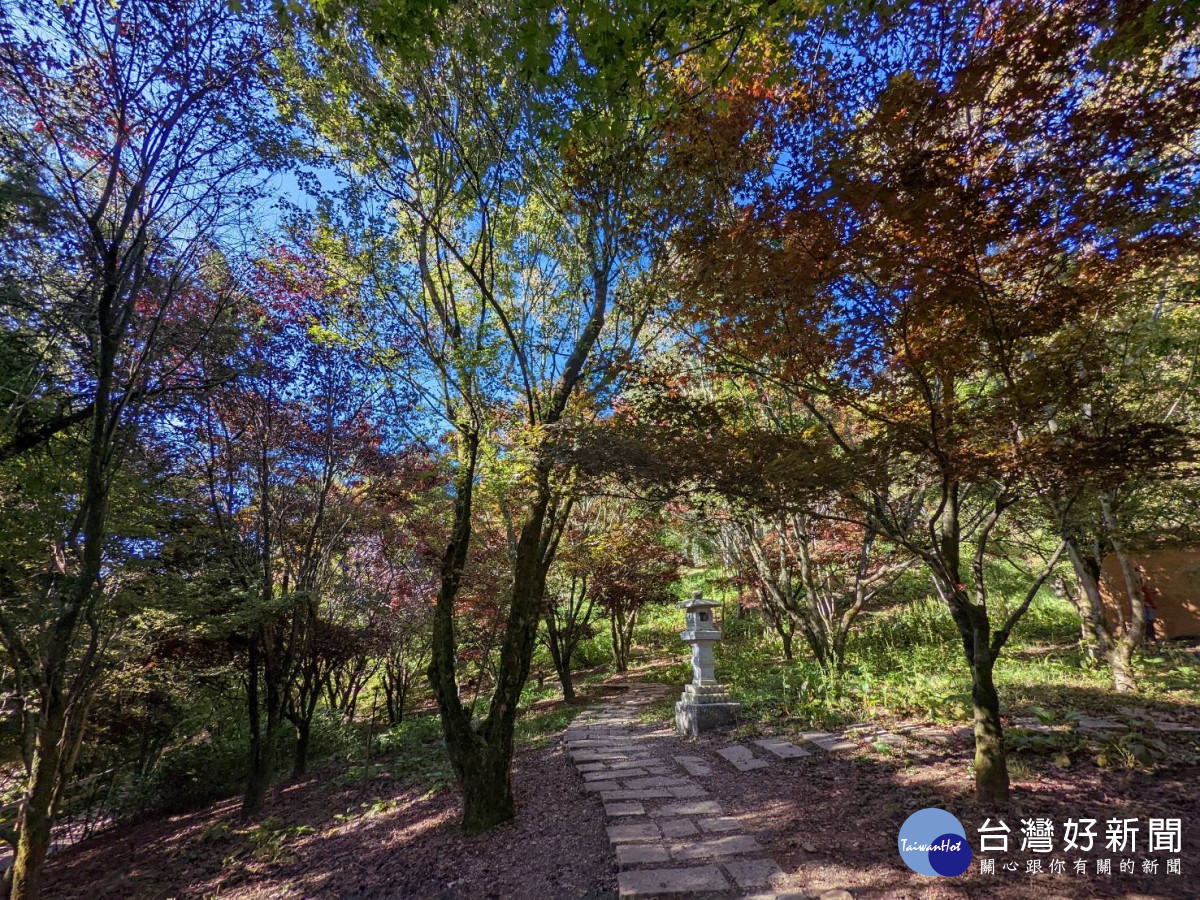 福壽山農場近兩天清晨溫度降到10°C，鴛鴦湖旁的楓樹逐漸轉色變紅。