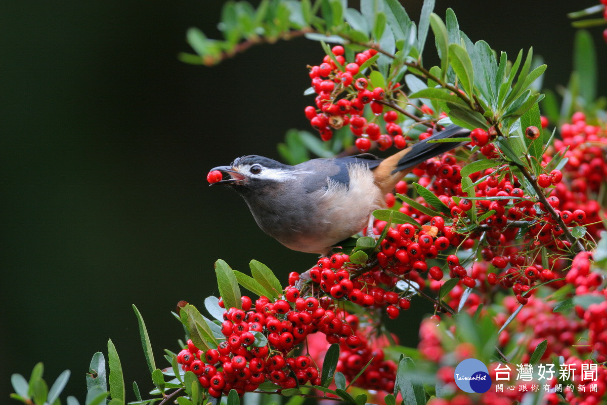 杉林溪園區狀元紅吸引鳥兒來覓食。（杉林溪自然教育中心提供）