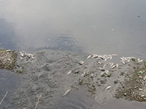 乾溪河床死魚。林重鎣