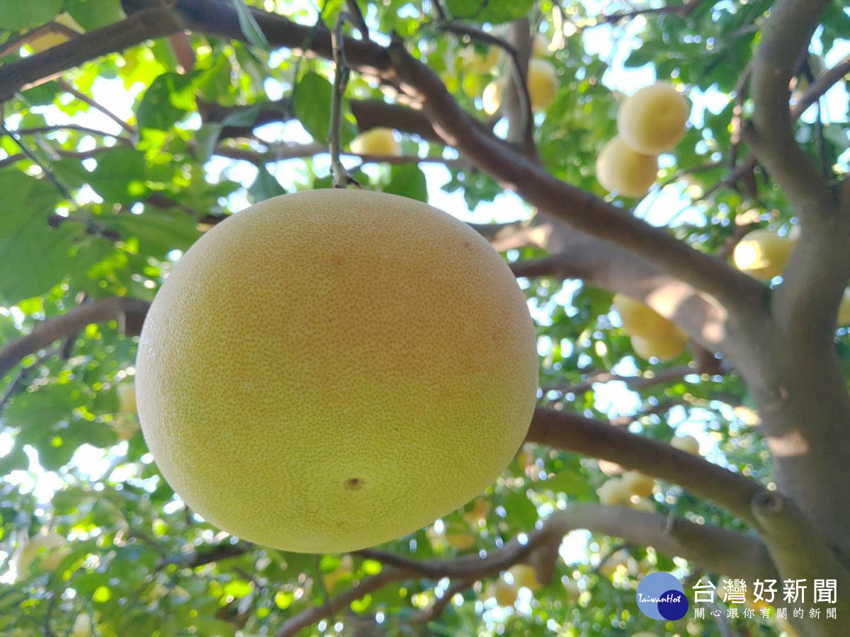 正宗麻豆大白柚製成「柚子蔘」　蔴鑽農坊堅持手作傳承老手藝-指尖日報