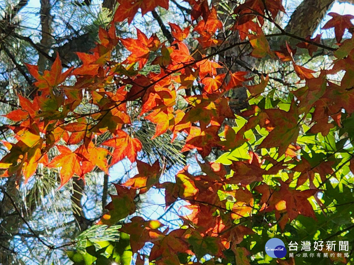 武陵農場楓葉逐漸轉紅。