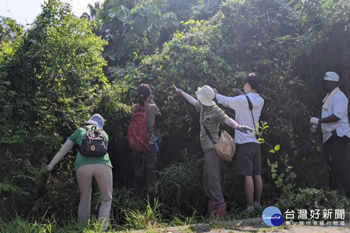 小花蔓澤蘭威脅公園生態　長榮大學師生與民眾聯手清除200餘公斤
