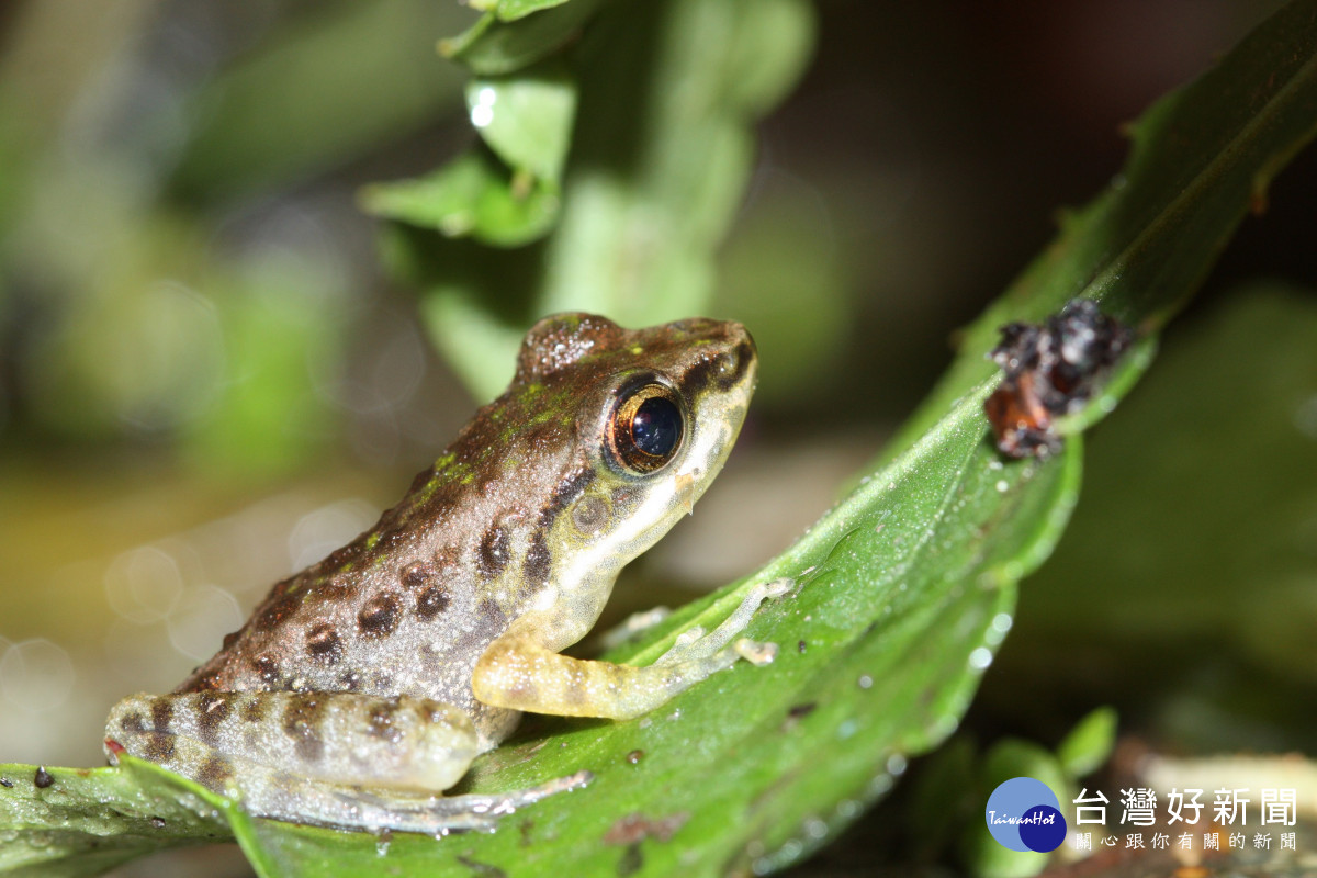 八仙山國家森林遊樂區具有豐富的蛙類生態資源(圖為斯文豪氏赤蛙)(八仙山自然教育中心攝)