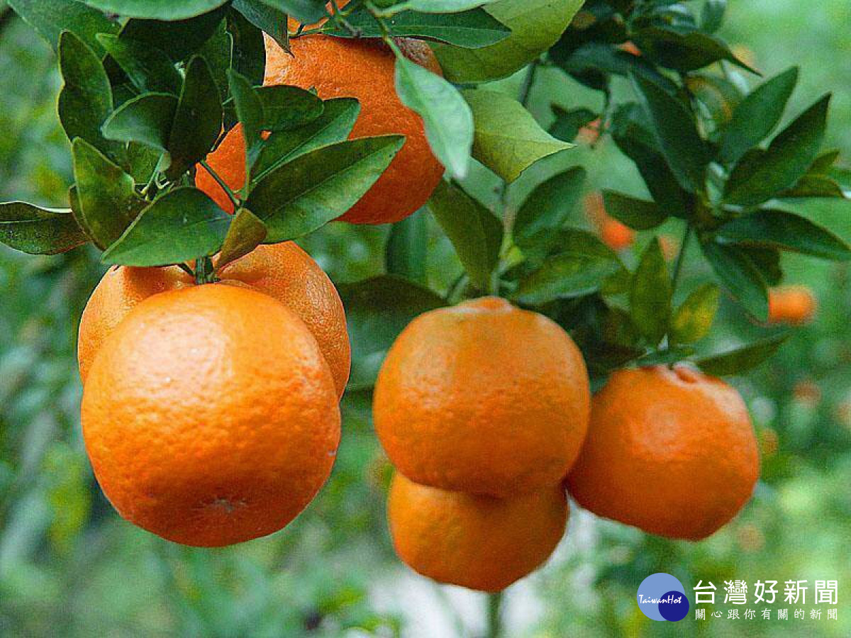 豐原公老坪盛產柑橘類，產量和品質優於全台，種植面積超過200多公頃。