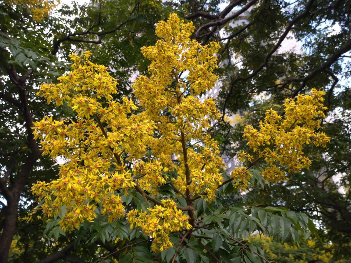 （圖／台北市公園處提供）