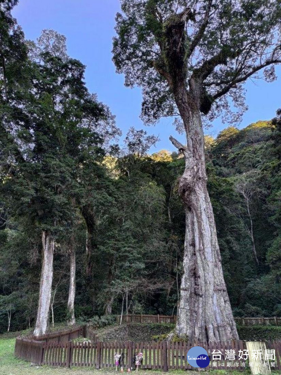 信義鄉神木村的千年老樟樹神木。