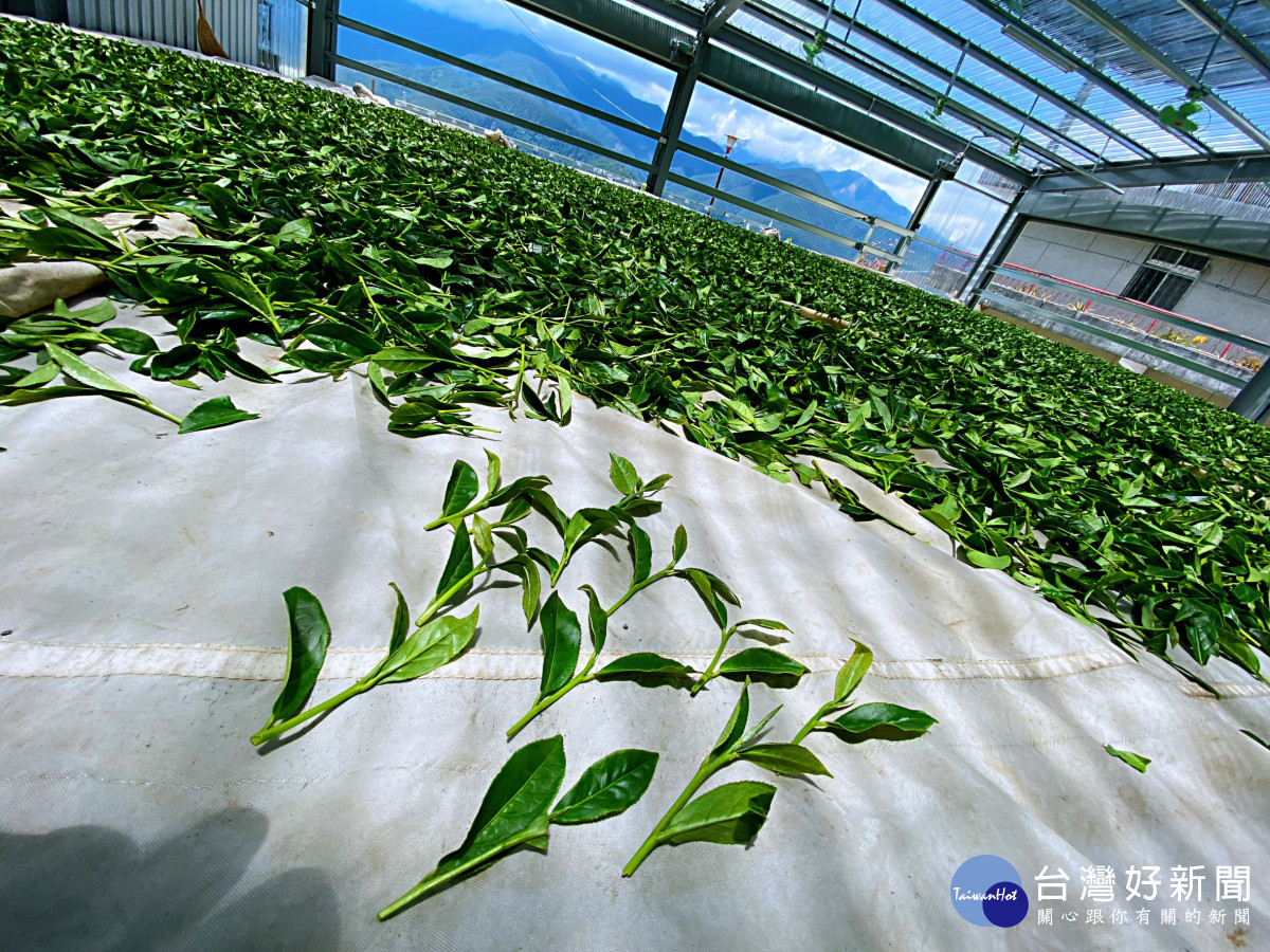 佳陽部落因陸路不通，改走水路將茶菁送至製茶廠製作冬茶。