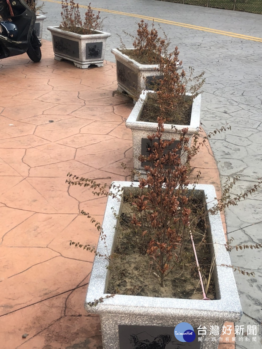潭子運動公園花台植栽全數枯死，表土龜裂，顯見至少半個月沒澆水。