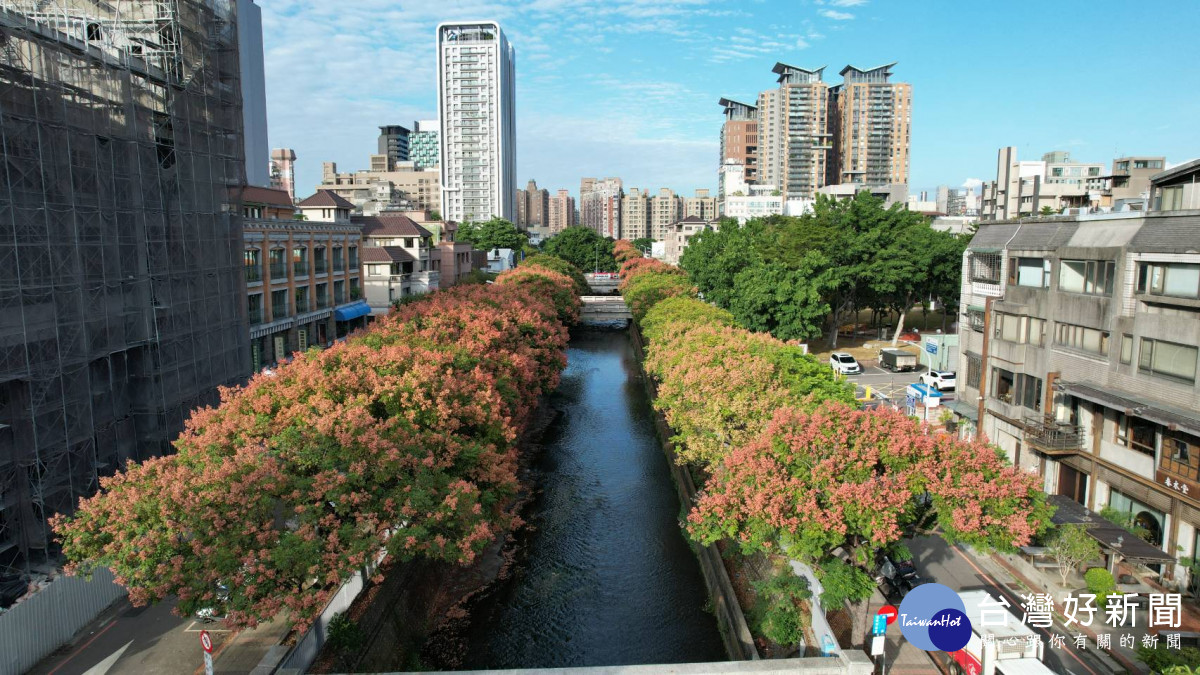 環河路上的台灣欒樹