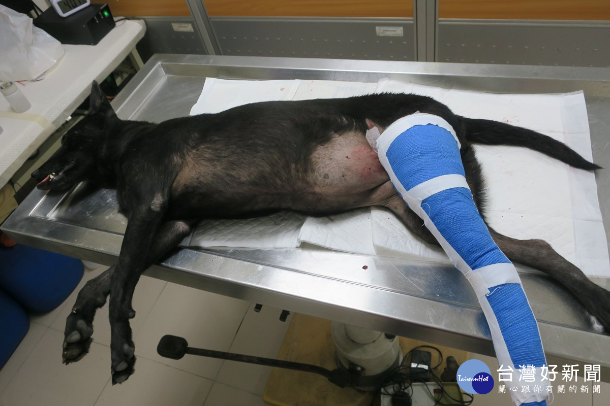新北動保處治癒浪犬開放性傷口　愛媽感動收編給牠一個溫暖的家