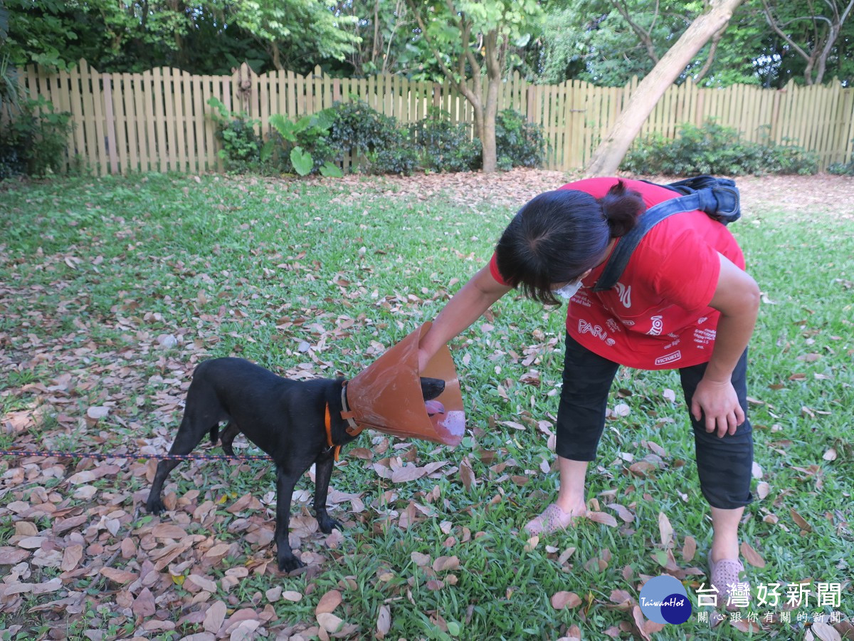 新北動保處治癒浪犬開放性傷口　愛媽感動收編給牠一個溫暖的家