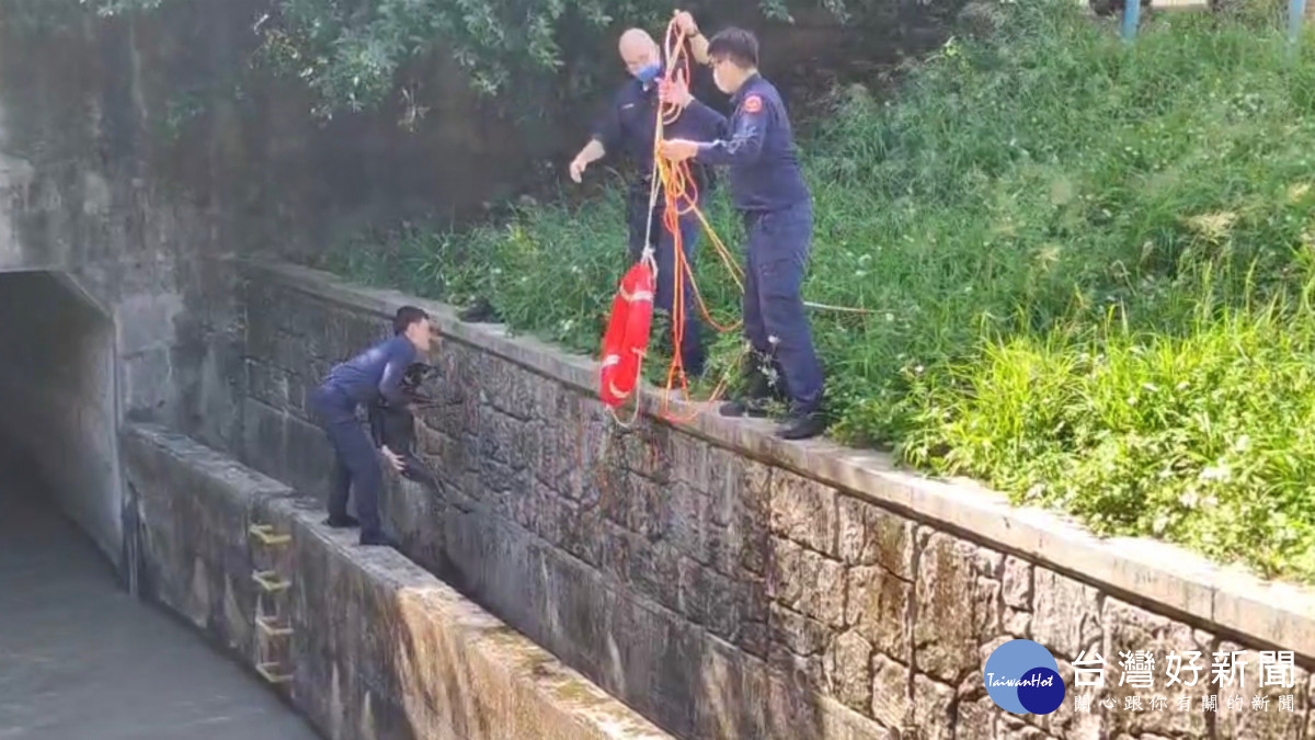 黑狗兄失足落水，楊梅警奮力撈起。