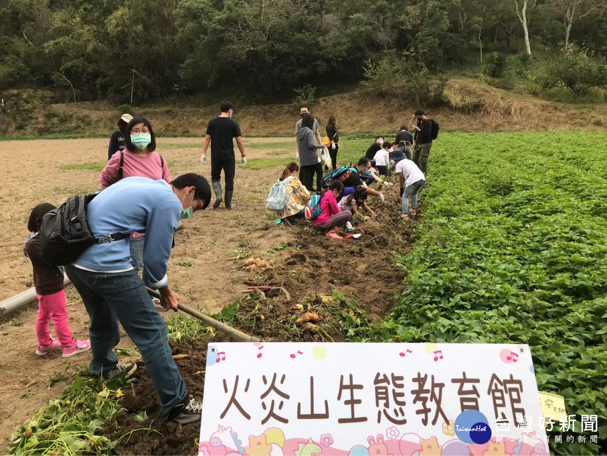 探訪火炎山「三貓陛下」　當個一日花農暢遊白色花海