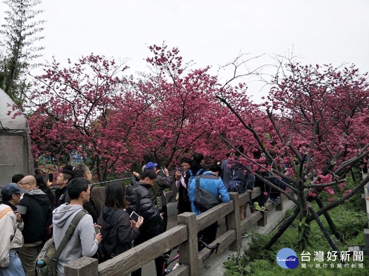 泰安櫻花季每年吸引數十萬人造訪，帶動地方觀光發展。