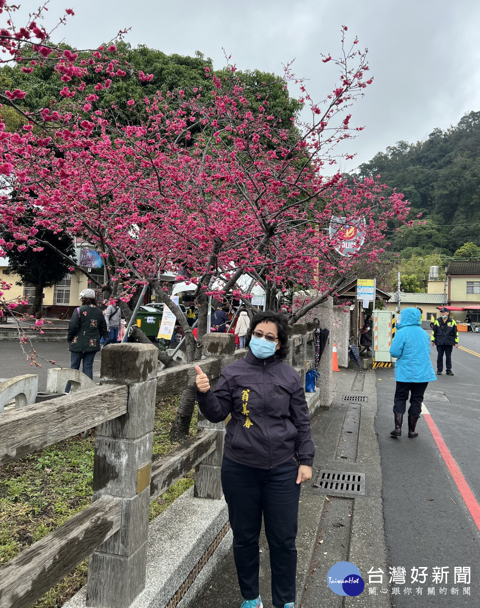 前台中市議員翁美春成功推動泰安櫻花季成為全國知名的賞櫻勝地。