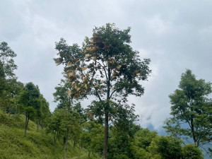 牛樟母樹果實套袋照片。