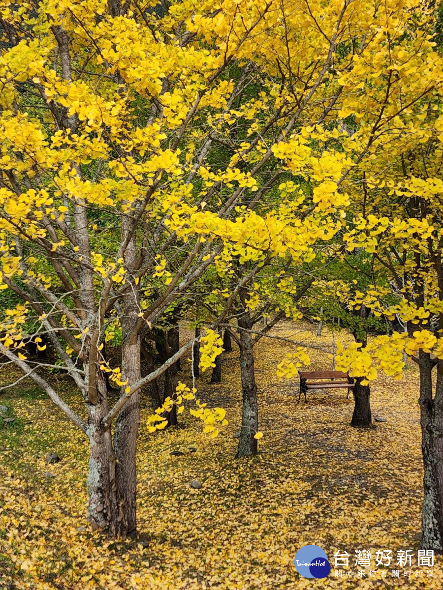 武陵農場銀杏林陸續逐漸由綠色紛紛轉為漂亮璀璨的黃金色。
