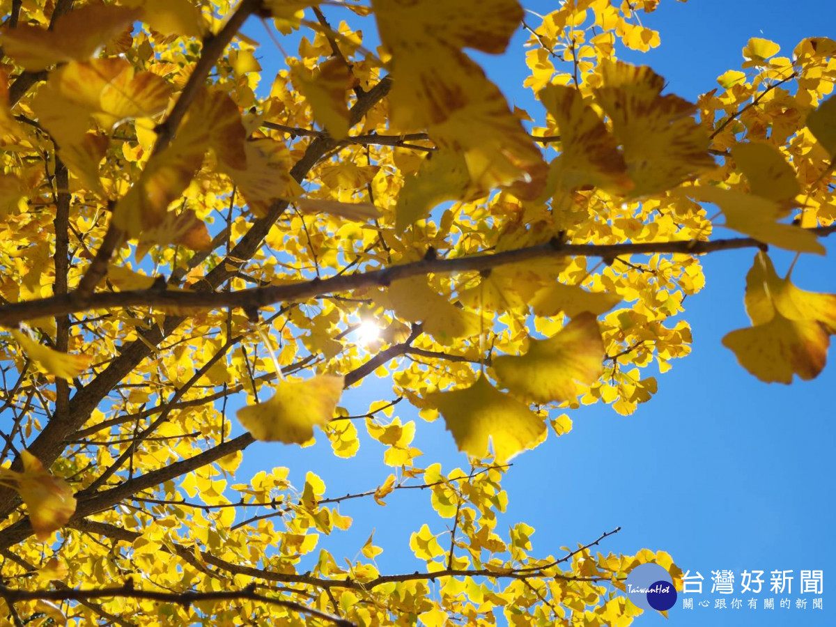 武陵銀杏林逐漸轉黃，在陽光照射下更顯耀眼。