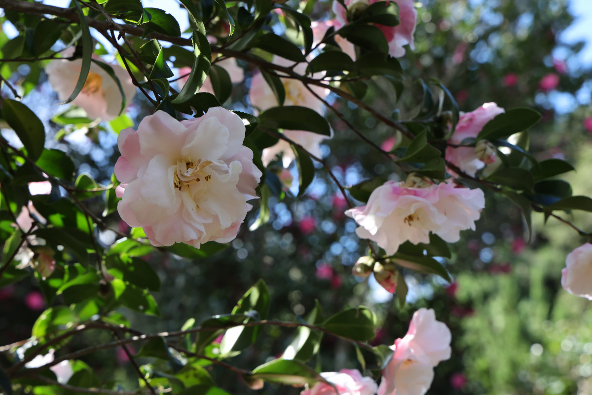 茶梅盛開（圖／台北市公園處提供）