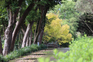 黃楓轉色（圖／台北市公園處提供）