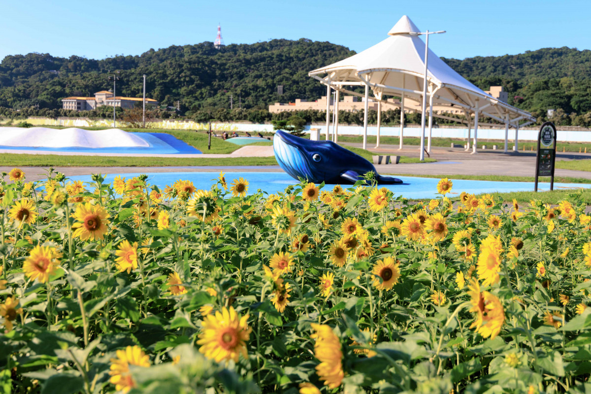 金黃花海追起來　北市大佳河濱向日葵大爆發（圖／台北市水利處提供）