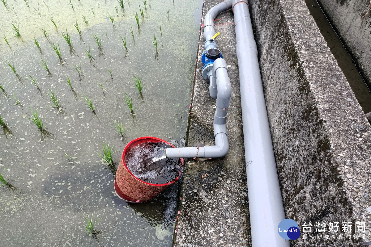 放流水稻作示範栽培引用大溪水資中心放流水灌溉。