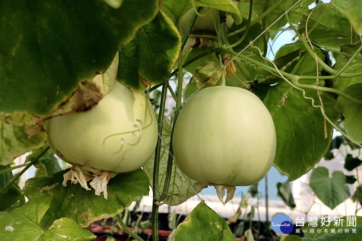 北區水資中心溫室栽培-香瓜。