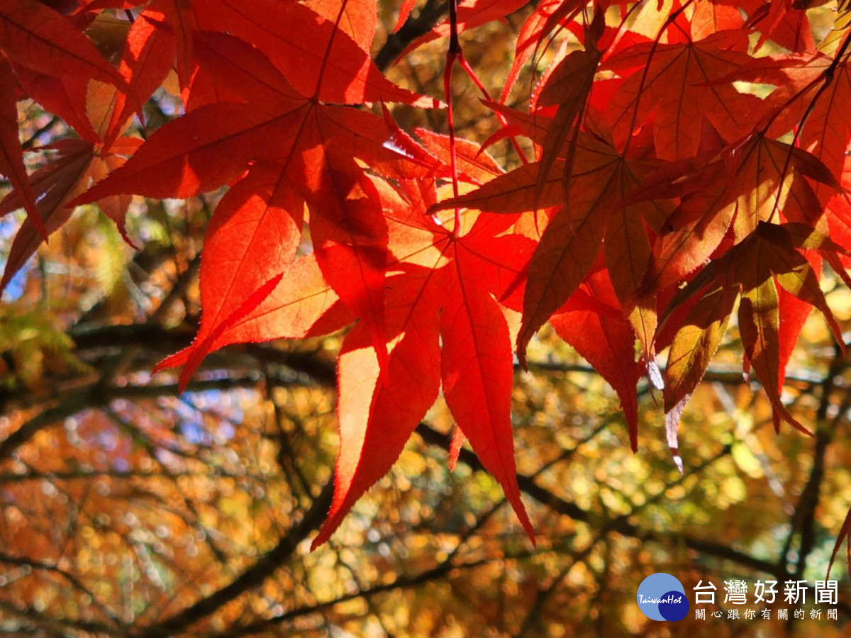 武陵農場秋色正美，400公頃楓樹陸續轉色。
