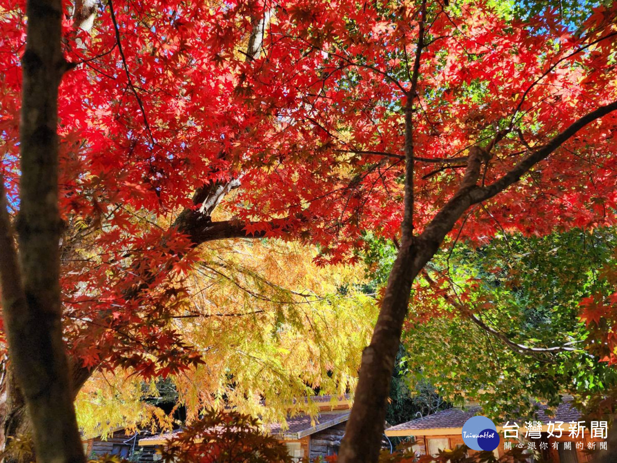 武陵農場秋色正美，400公頃楓樹陸續轉色。