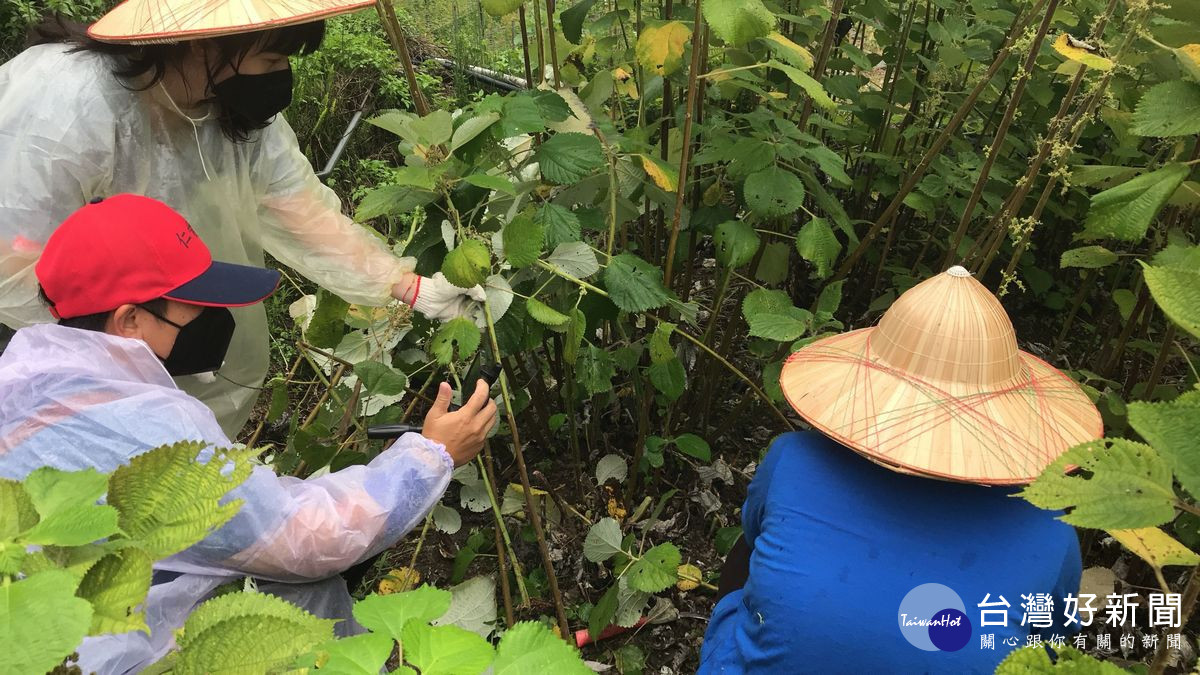 松林部落執行苧麻種苗保育與管理。