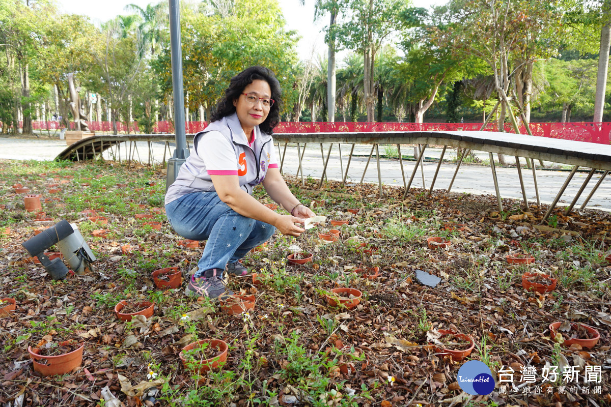 花博花舞館園區花圃植栽枯亡，剩下空盆獨撐大局。