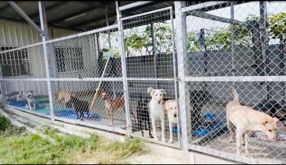 毛家人園區目前收容130餘隻流浪狗狗，擁有乾淨衛生的活動空間。（圖／糧舍商號提供）