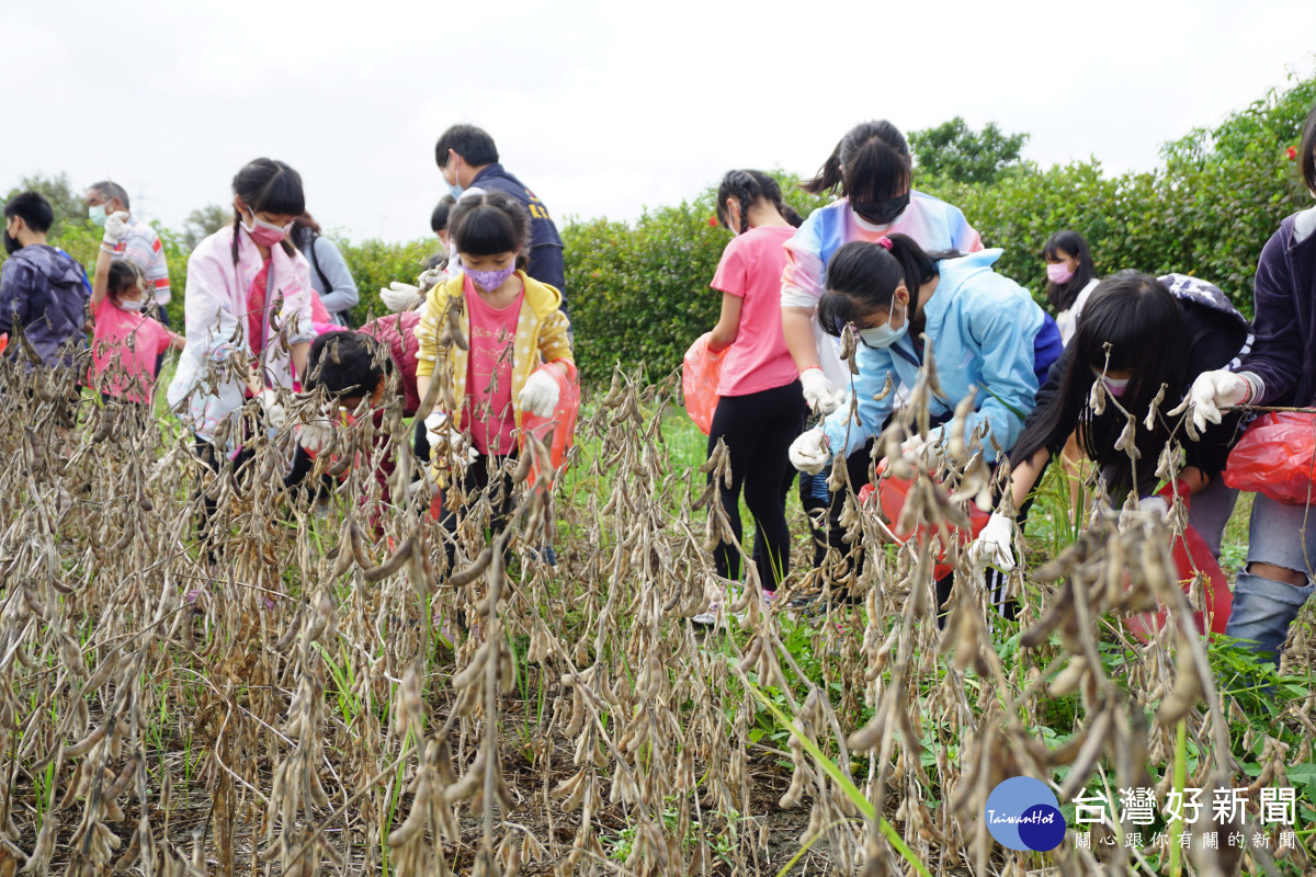 外埔國小30多位學童下田體驗手採大豆。