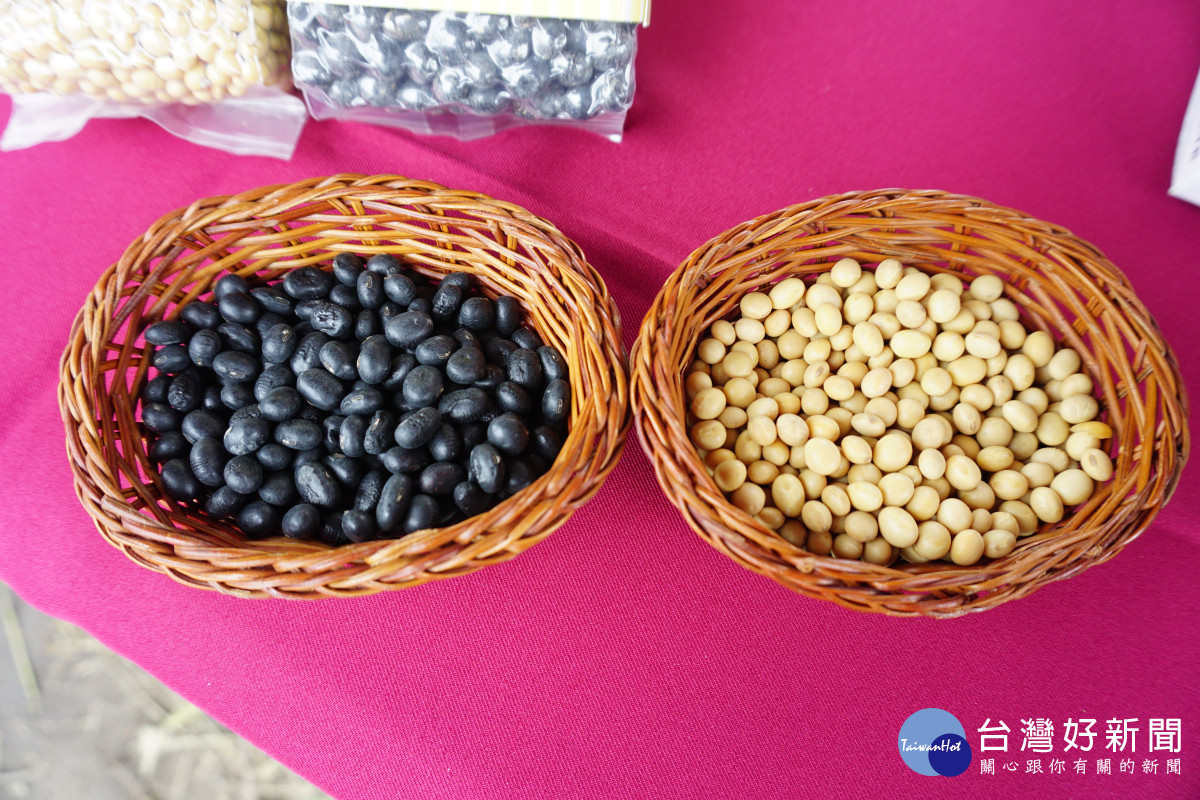 台中市今年契作大豆總面積超過150公頃，預計收成320至375公噸。