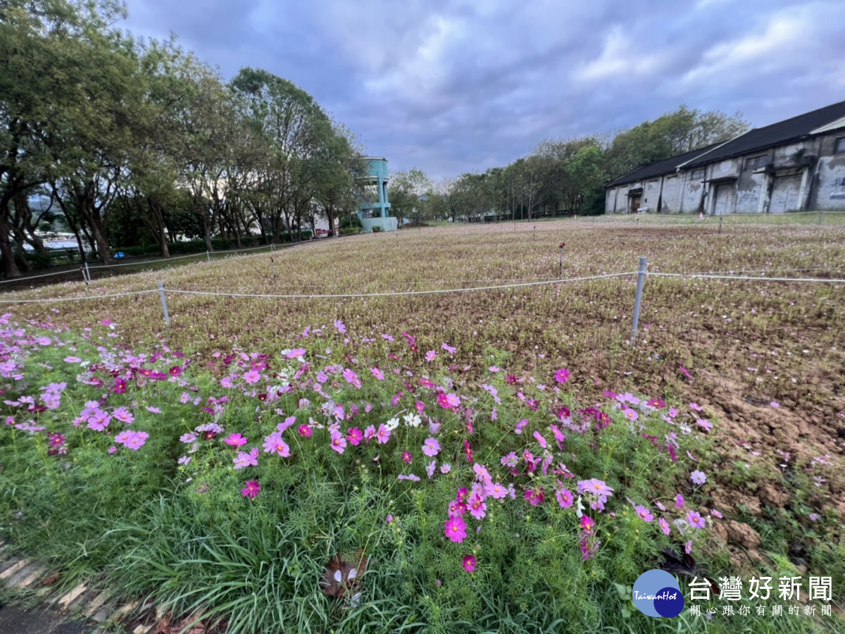 波斯菊陸續綻放，屆時可見整片花海。