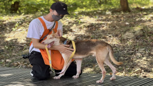 ▲高市持續針對各處流浪犬熱點加強族群管控作業。（圖／記者 許高祥 翻攝）