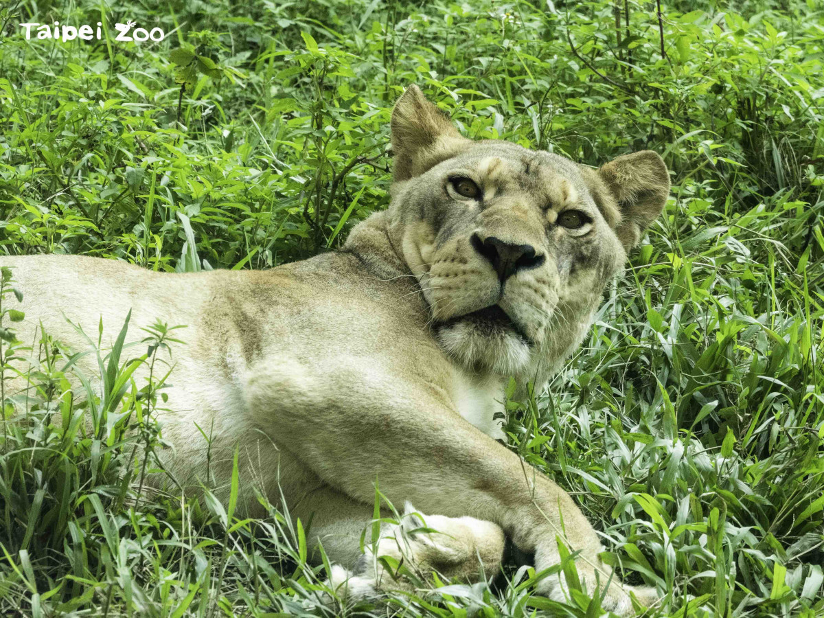 非洲獅（圖／臺北市立動物園提供）