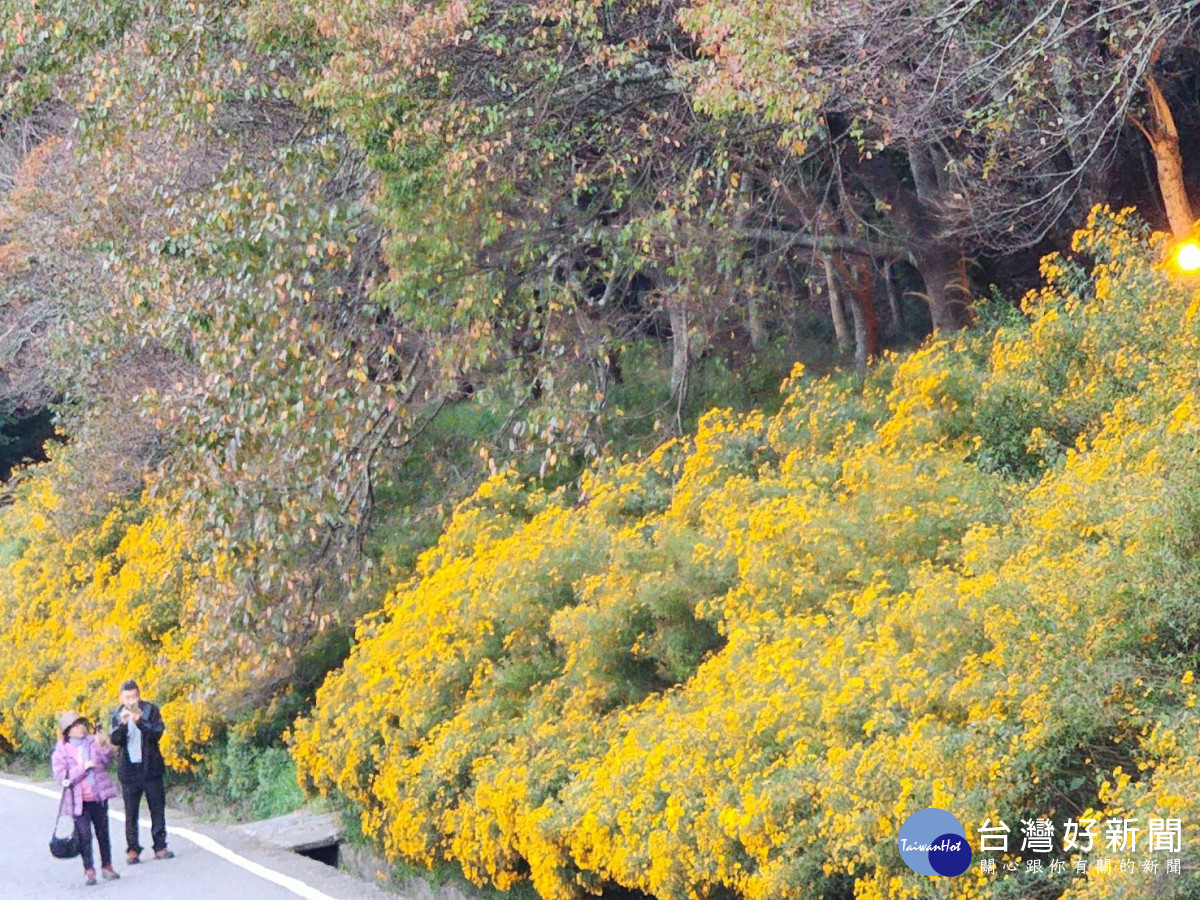 武陵農場芳香萬壽菊開炸一片金黃，澄黃花瀑高達4至5公尺、綿延長約200公尺。