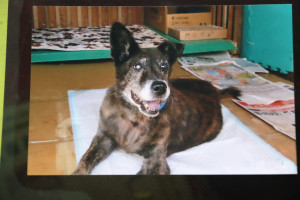 小琥是南投縣警局的忠犬。（記者扶小萍翻攝）